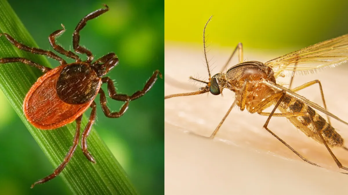 Understanding Tick Season: Risks, Prevention, and Myth Busting