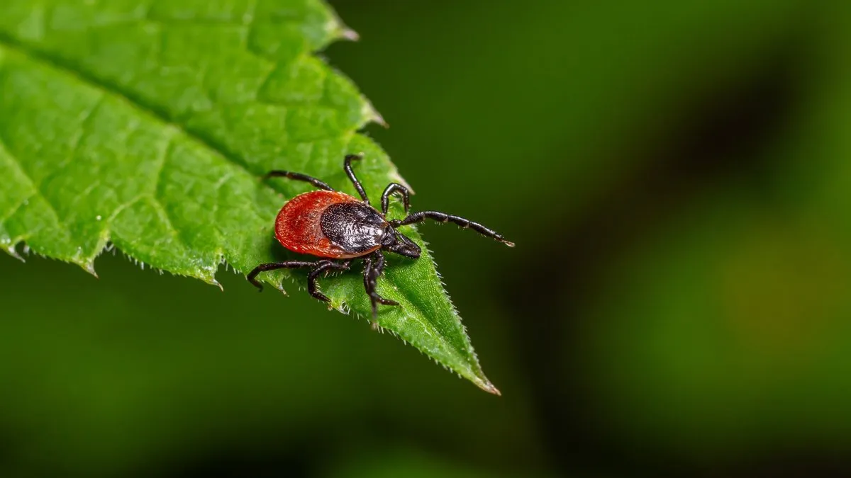 Understanding Tick Season: Risks, Prevention, and Myth Busting