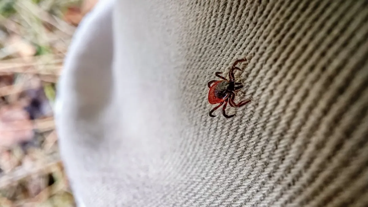 Understanding Tick Season: Risks, Prevention, and Myth Busting