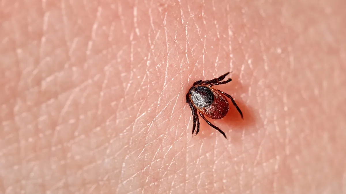Understanding Tick Season: Risks, Prevention, and Myth Busting