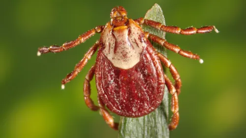 Understanding Tick Season: Risks, Prevention, and Myth Busting