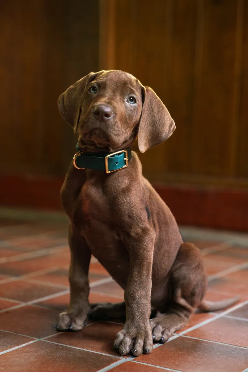 Netflix's 'Scooby-Doo Origins' Sparks Debate by Opting for a Real Puppy Over CGI