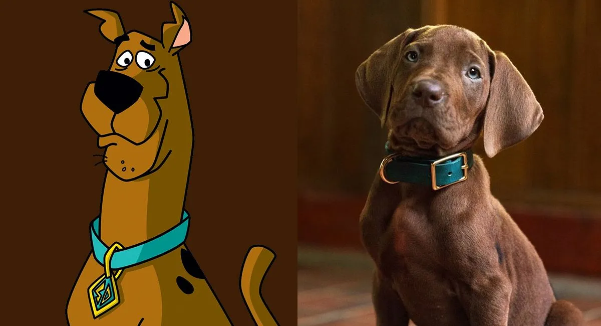Netflix's 'Scooby-Doo Origins' Sparks Debate by Opting for a Real Puppy Over CGI