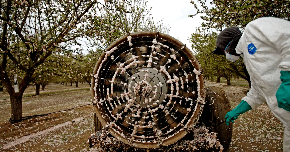 The Hidden Costs of California Almonds: A Look at Bee Health and Industrial Agriculture