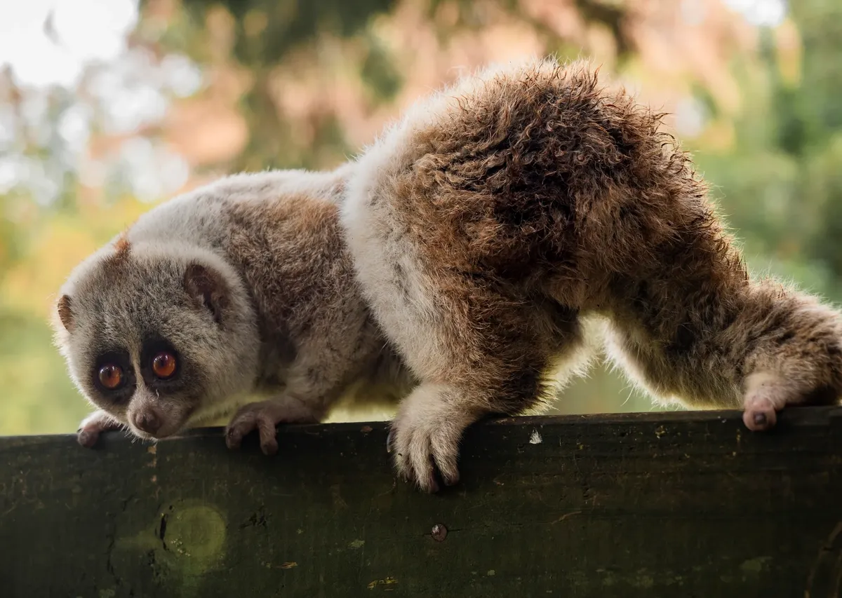 Beyond Strength: Unveiling the Planet's Most Formidable Primates