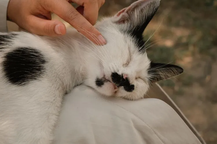 10 Essential Tips for Deepening Your Bond with Your Cat
