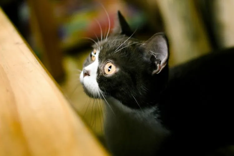 10 Essential Tips for Deepening Your Bond with Your Cat