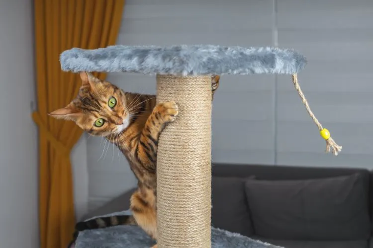 10 Essential Tips for Deepening Your Bond with Your Cat