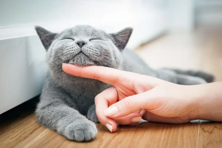 10 Essential Tips for Deepening Your Bond with Your Cat