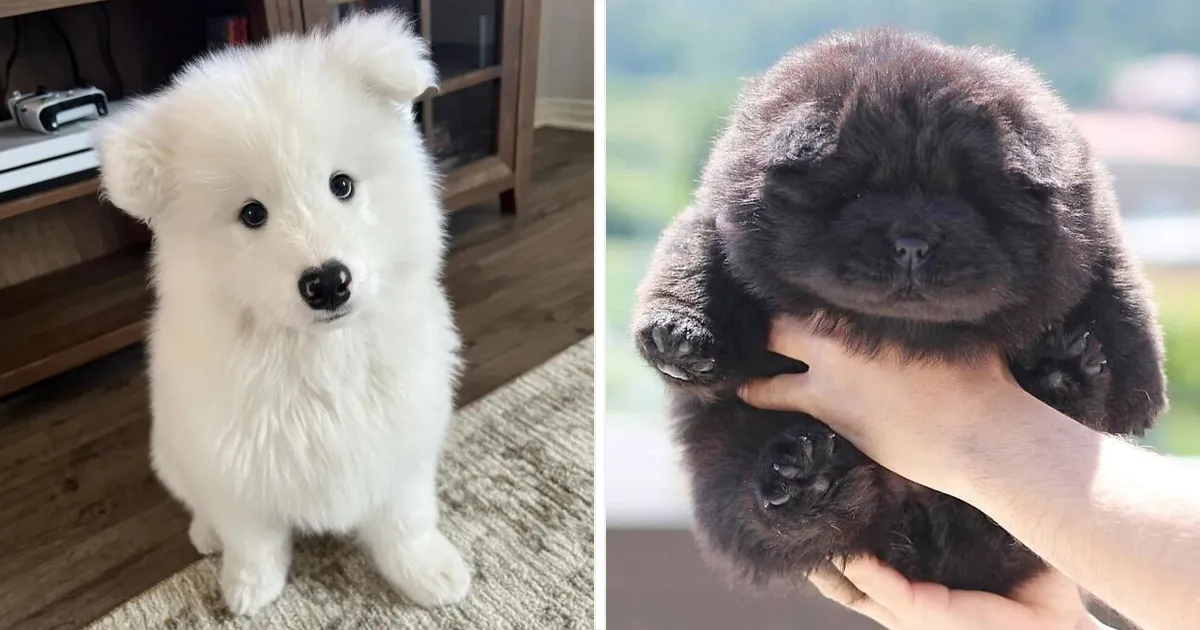 Puppy Love Goes Viral: Instagram's 'Puppy Of The Day' Captures Hearts Worldwide