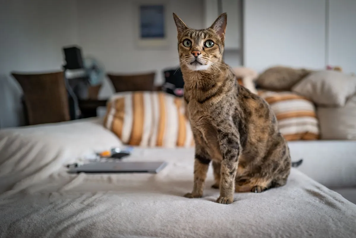 The Rise of Savannah Cats: A Luxurious Hybrid with Complex Welfare Concerns