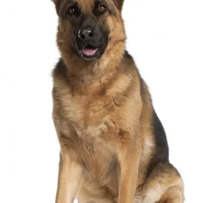 German Shepherd Dog