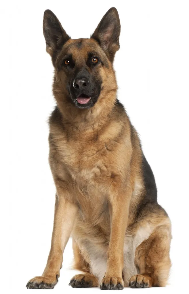 Image German Shepherd Dog