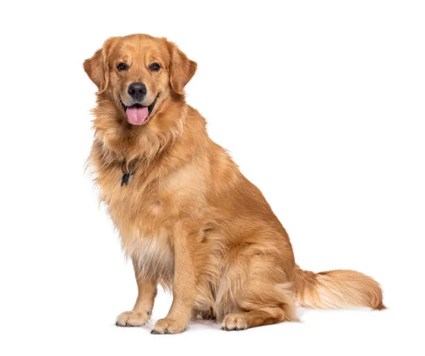 Image Golden Retriever
