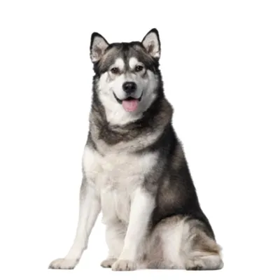Alaskan Malamute