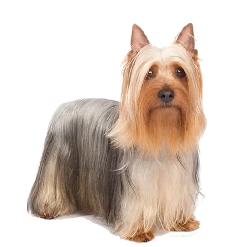 Image Australian Silky Terrier
