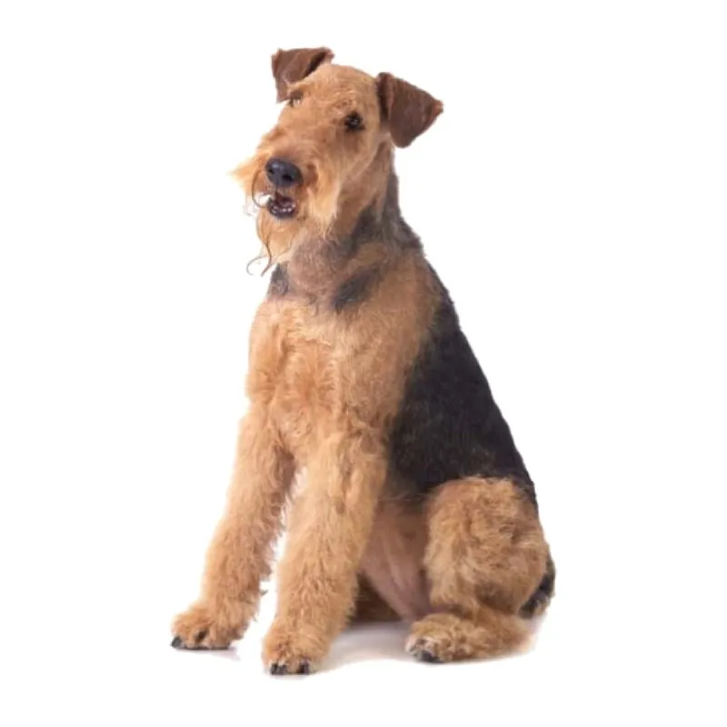 Airedale Terrier