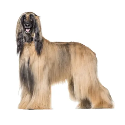 Afghan Hound