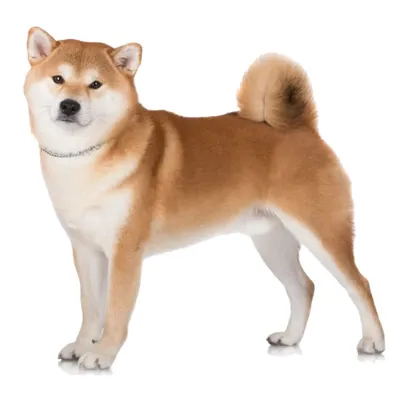 Akita Dog Breed Profile