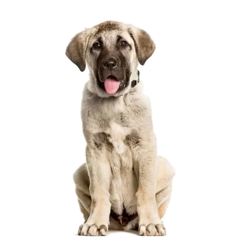 Image Anatolian Shepherd Dog