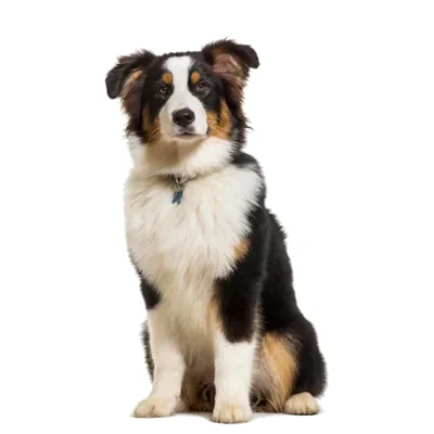 Australian Shepherd