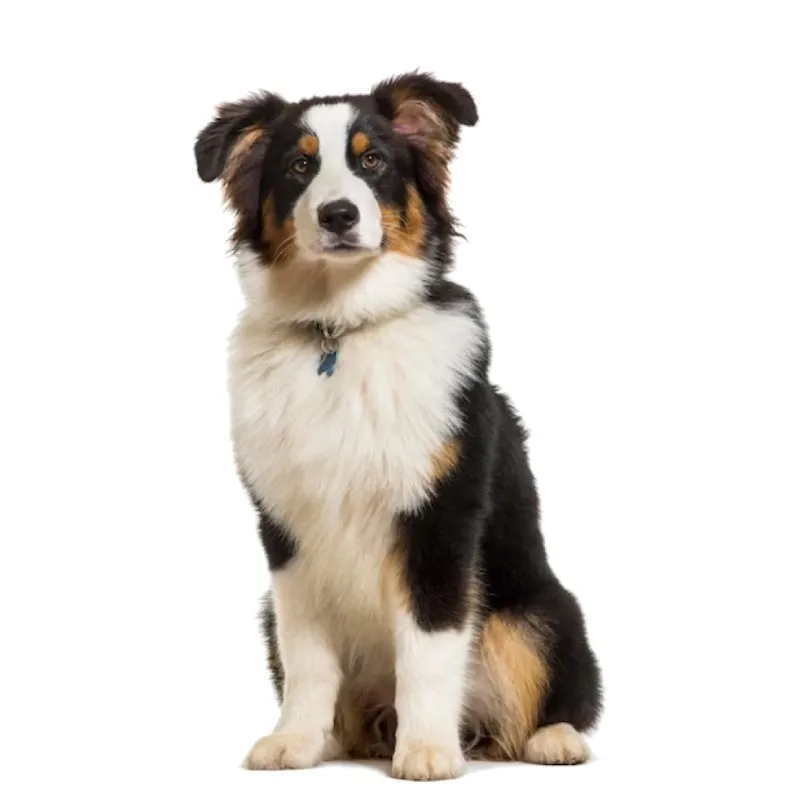Image Australian Shepherd