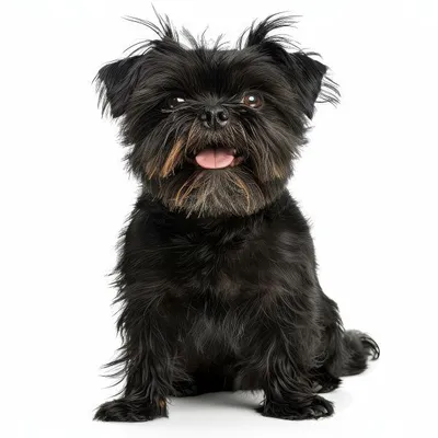 Affenpinscher