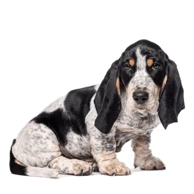 Basset Bleu de Gascogne