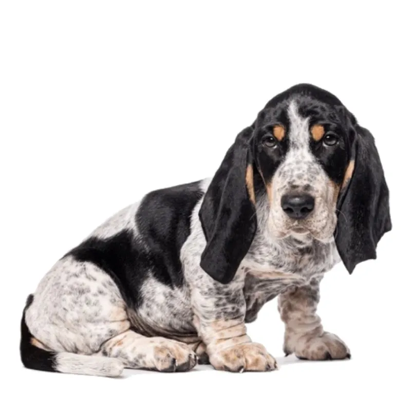Image Basset Bleu de Gascogne