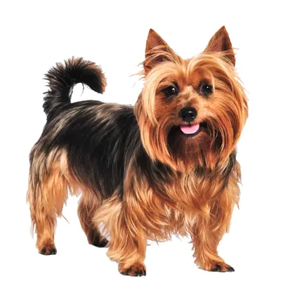 Australian Terrier