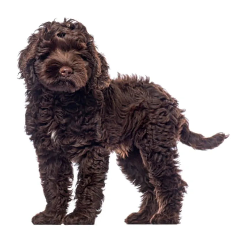 Image Barbet