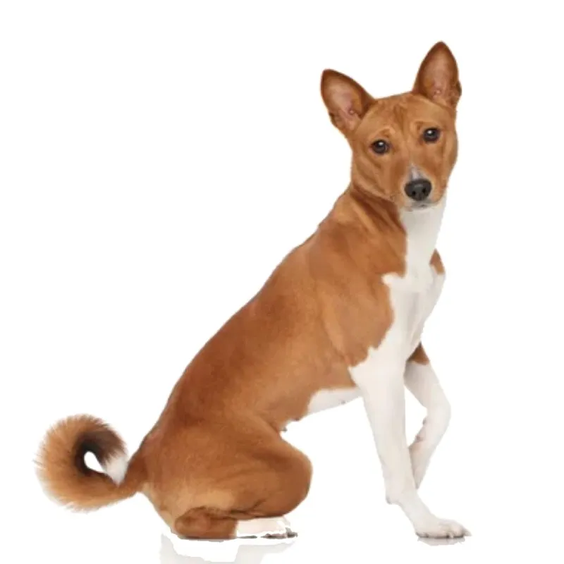 Image Basenji Dog Breed